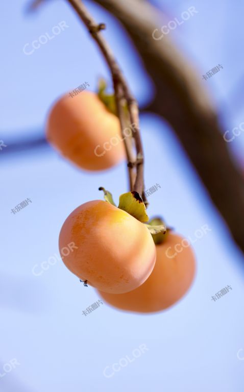 水果类：秋天的柿子